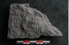 Foto (Detailansicht) von Callipteris sp.  (NHMW-GEO-2024-0188-10924)